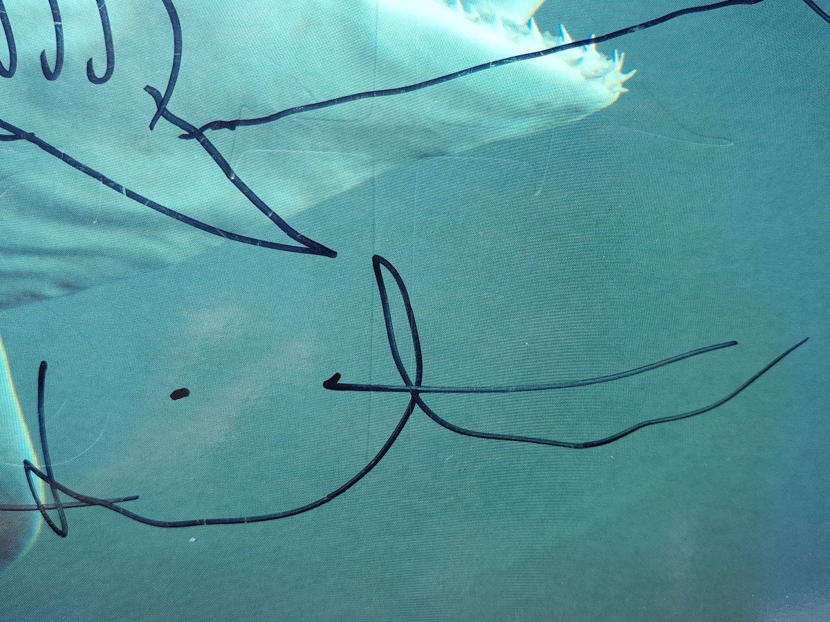 Damien Hirst - Shark Drawing - Monaco 2010-photo-3