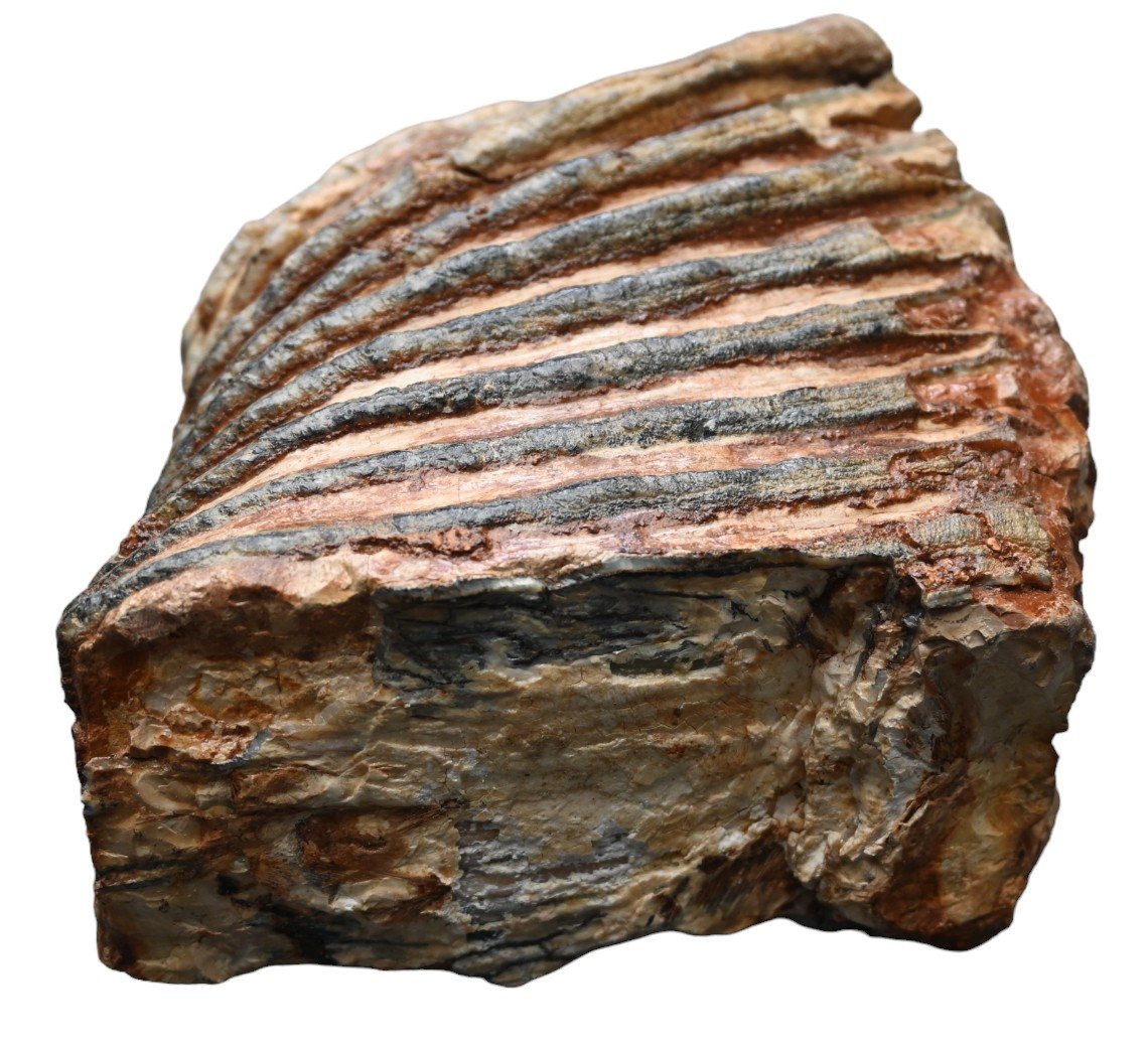 Fossilized Mammoth Tooth/molar-photo-3