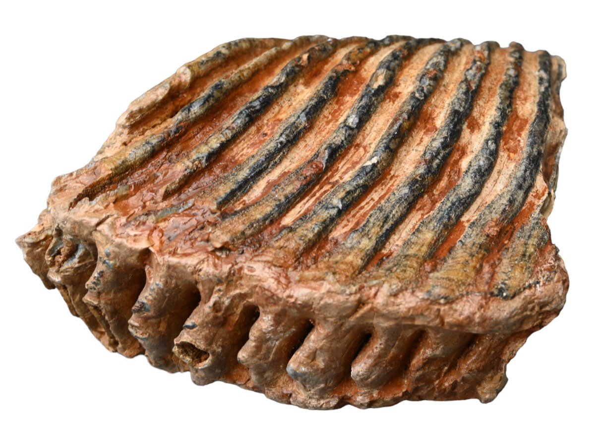 Fossilized Mammoth Tooth/molar