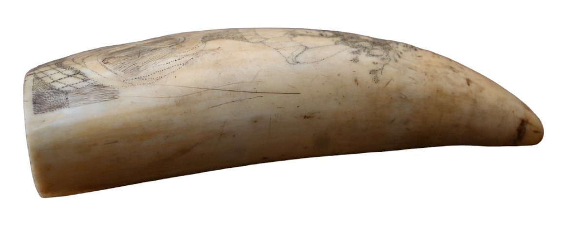 Beautiful Scrimshaw Sperm Whale Tooth, 19th Century-photo-2