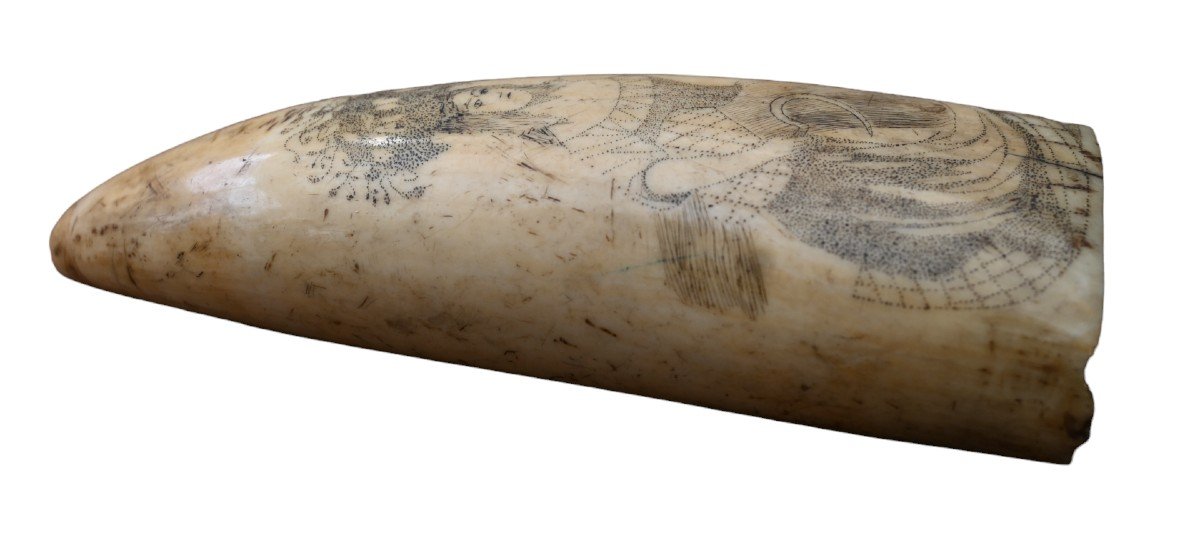 Beautiful Scrimshaw Sperm Whale Tooth, 19th Century-photo-3