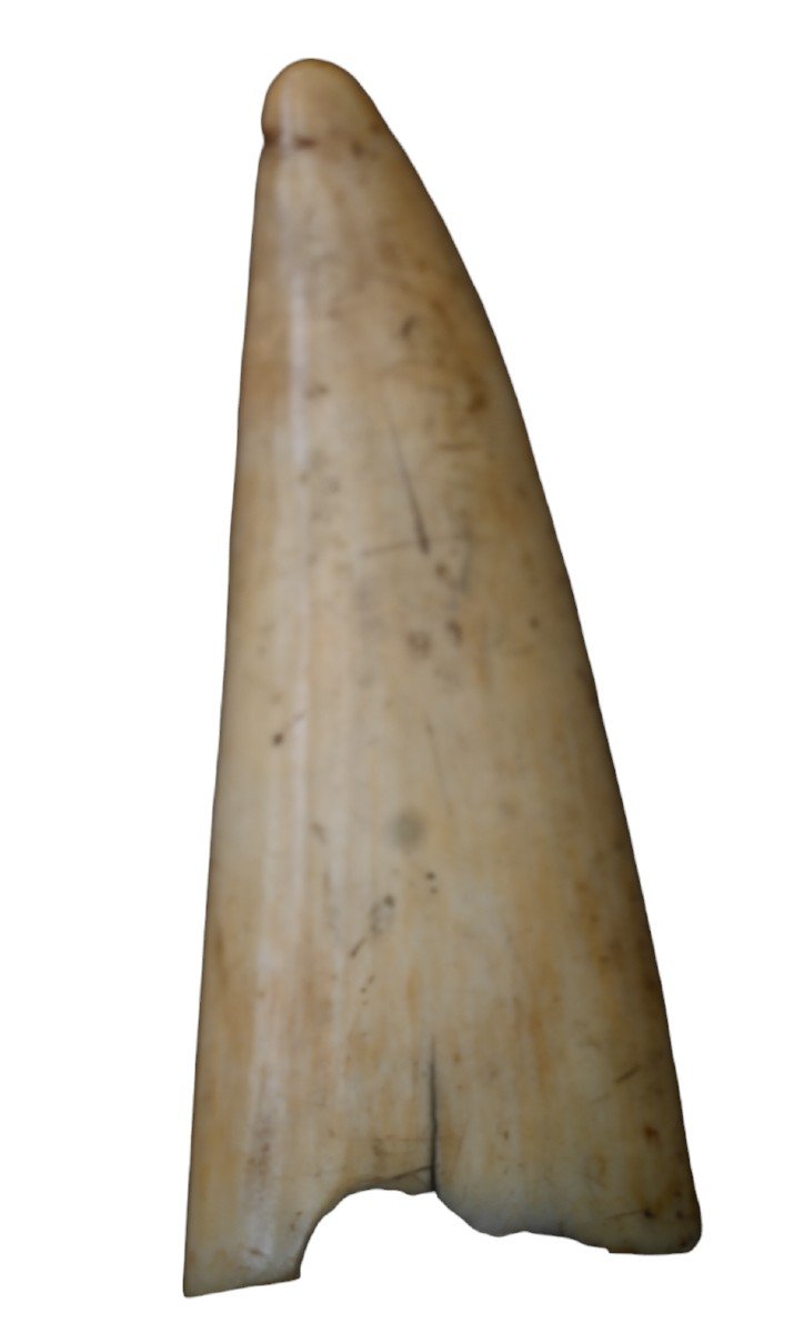 Beautiful Scrimshaw Sperm Whale Tooth, 19th Century-photo-1