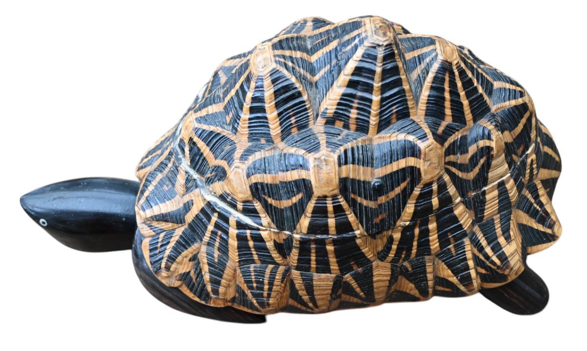 Large Natural Turtle Box, First Half Of 20th Century