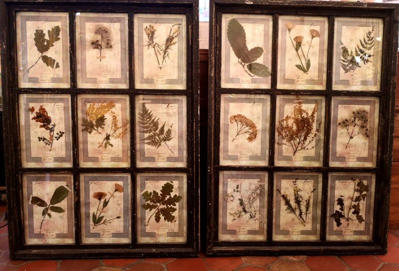 Rare Suite de 10  Planches d' Herbier -Daté 1913 - Italie. Firenze