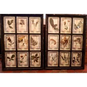 Rare Set Of 8 Herbarium Plates - Dated 1913 - Italy. Florence