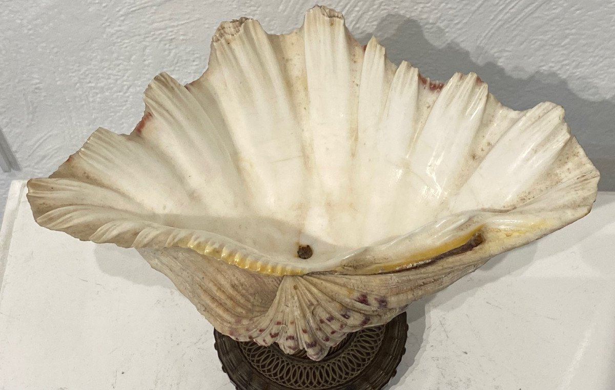 Rare & Beautiful Shell Empty Pocket Mounted On A Chiseled Rosewood Foot - Late 18th Century -photo-4