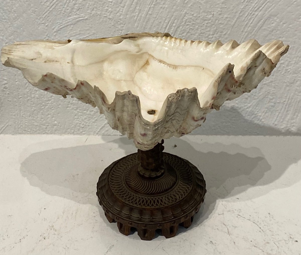 Rare & Beautiful Shell Empty Pocket Mounted On A Chiseled Rosewood Foot - Late 18th Century -photo-1