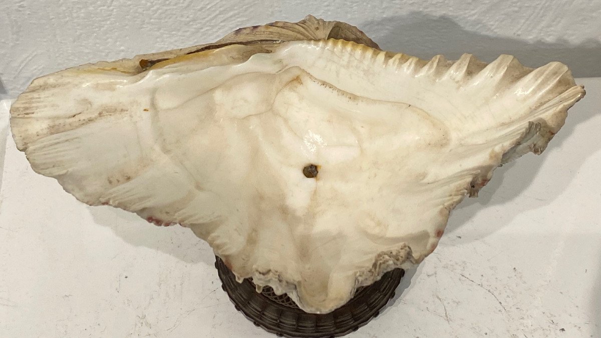 Rare & Beautiful Shell Empty Pocket Mounted On A Chiseled Rosewood Foot - Late 18th Century -photo-2