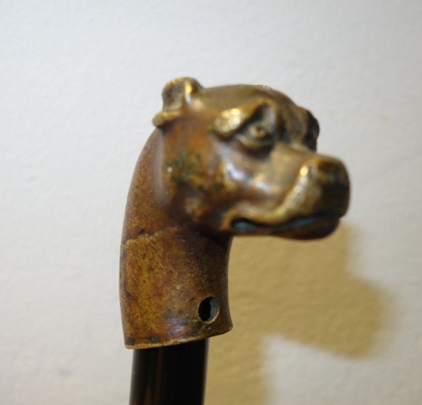 "boxer Head" Bronze Cane Knob Circa 1900-photo-2