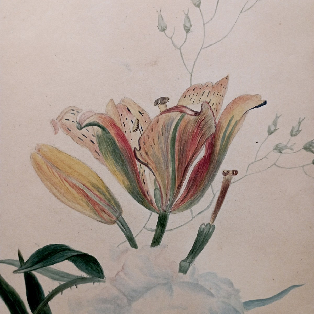 "rose And Tulip" Watercolor By Cg Van De Kasteele (?) Around 1900-photo-3