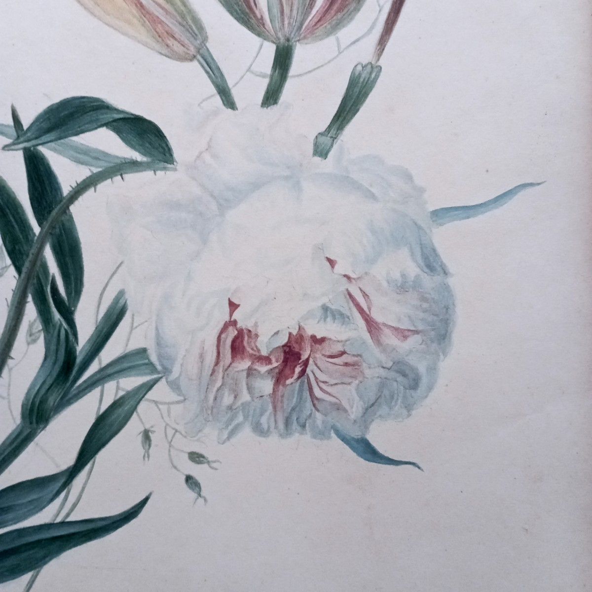 "rose And Tulip" Watercolor By Cg Van De Kasteele (?) Around 1900-photo-4