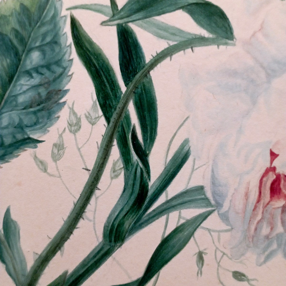 "rose And Tulip" Watercolor By Cg Van De Kasteele (?) Around 1900-photo-1