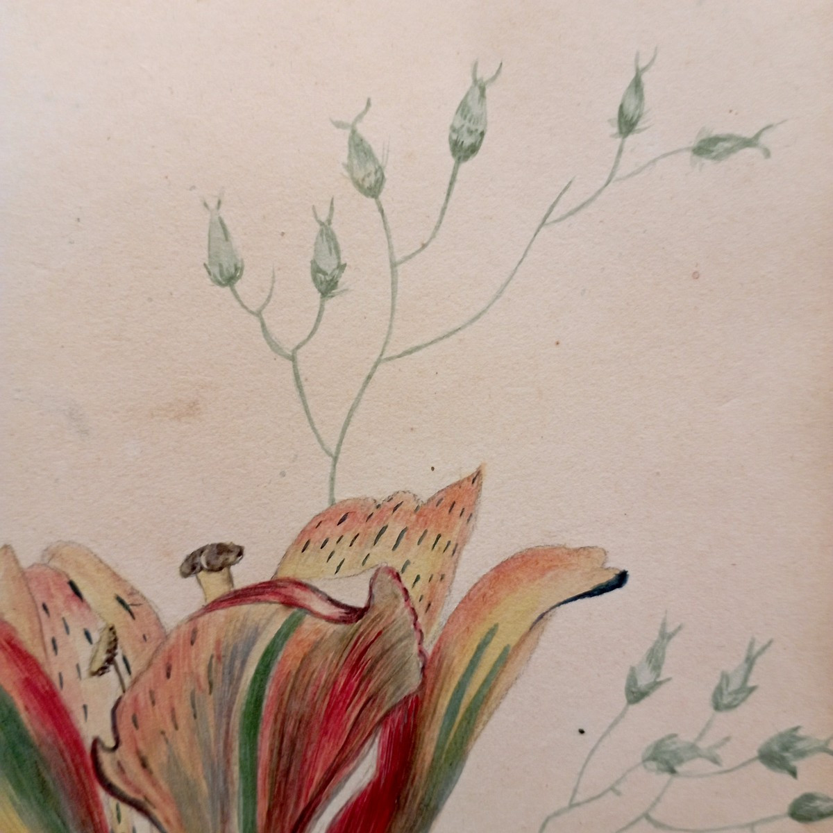 "rose And Tulip" Watercolor By Cg Van De Kasteele (?) Around 1900-photo-3