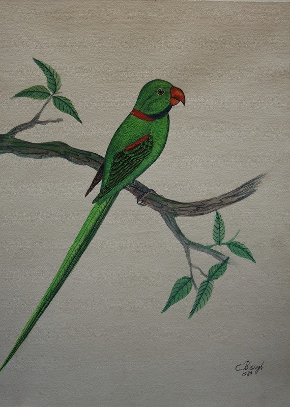 10 "exotic Birds" Watercolors By Cbsingh-photo-3