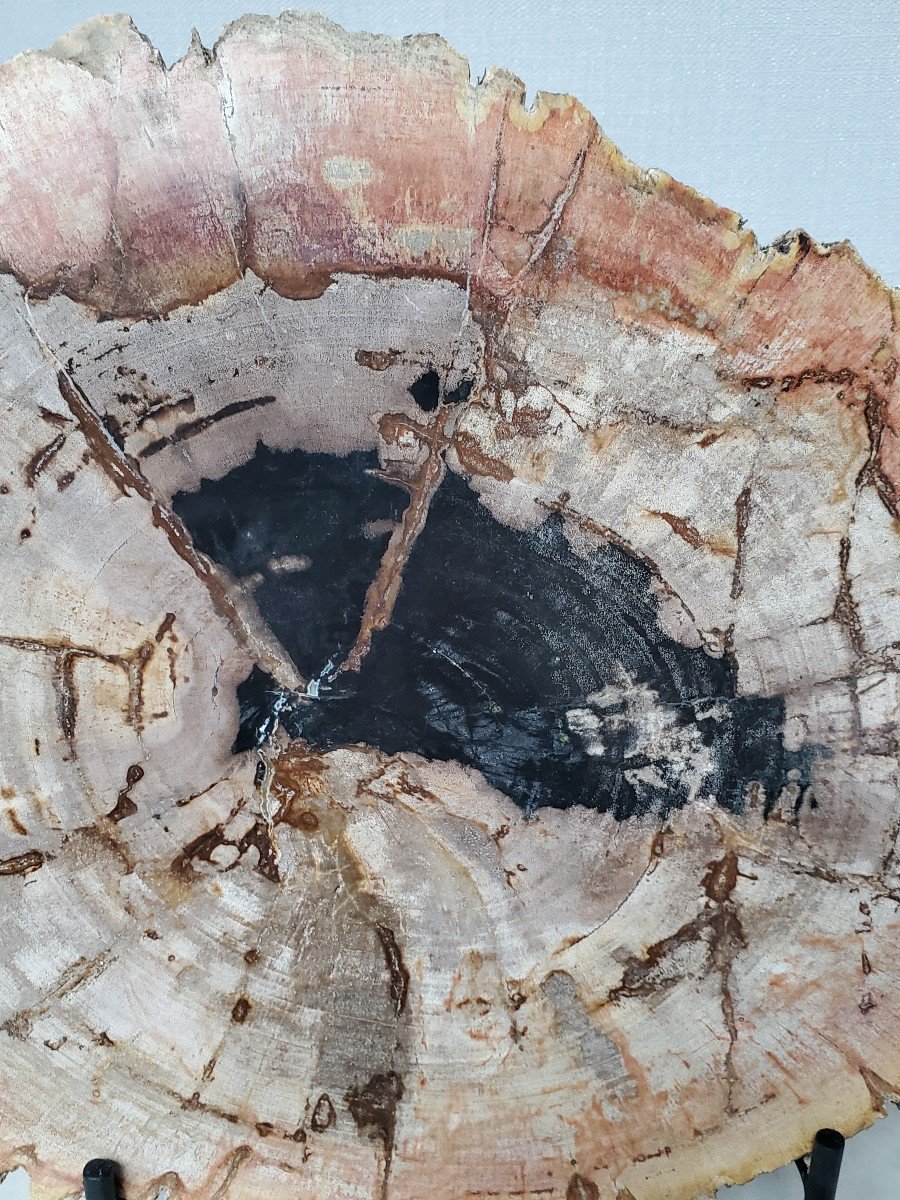 Cut Or Slice Of Petrified, Fossilized Wood, On Its Support-photo-2