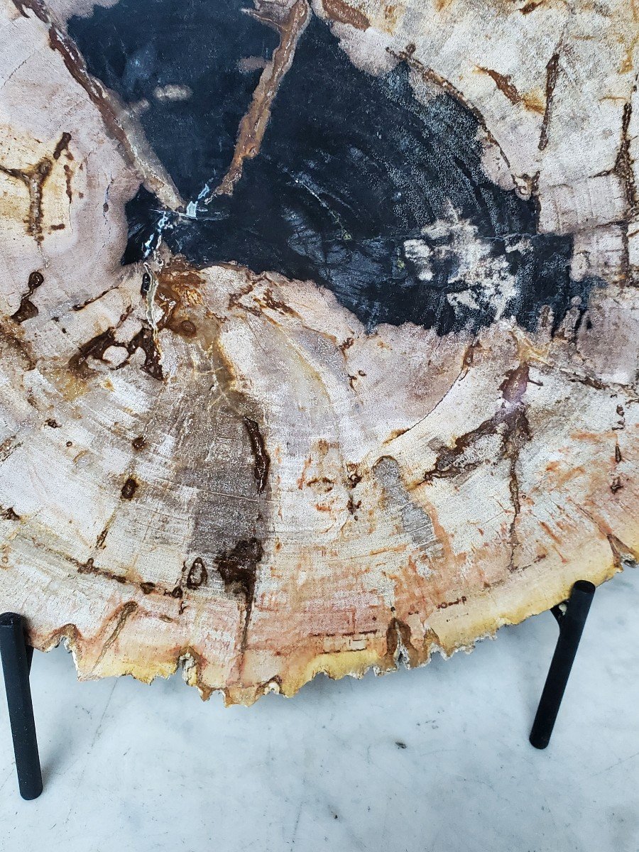 Cut Or Slice Of Petrified, Fossilized Wood, On Its Support-photo-4