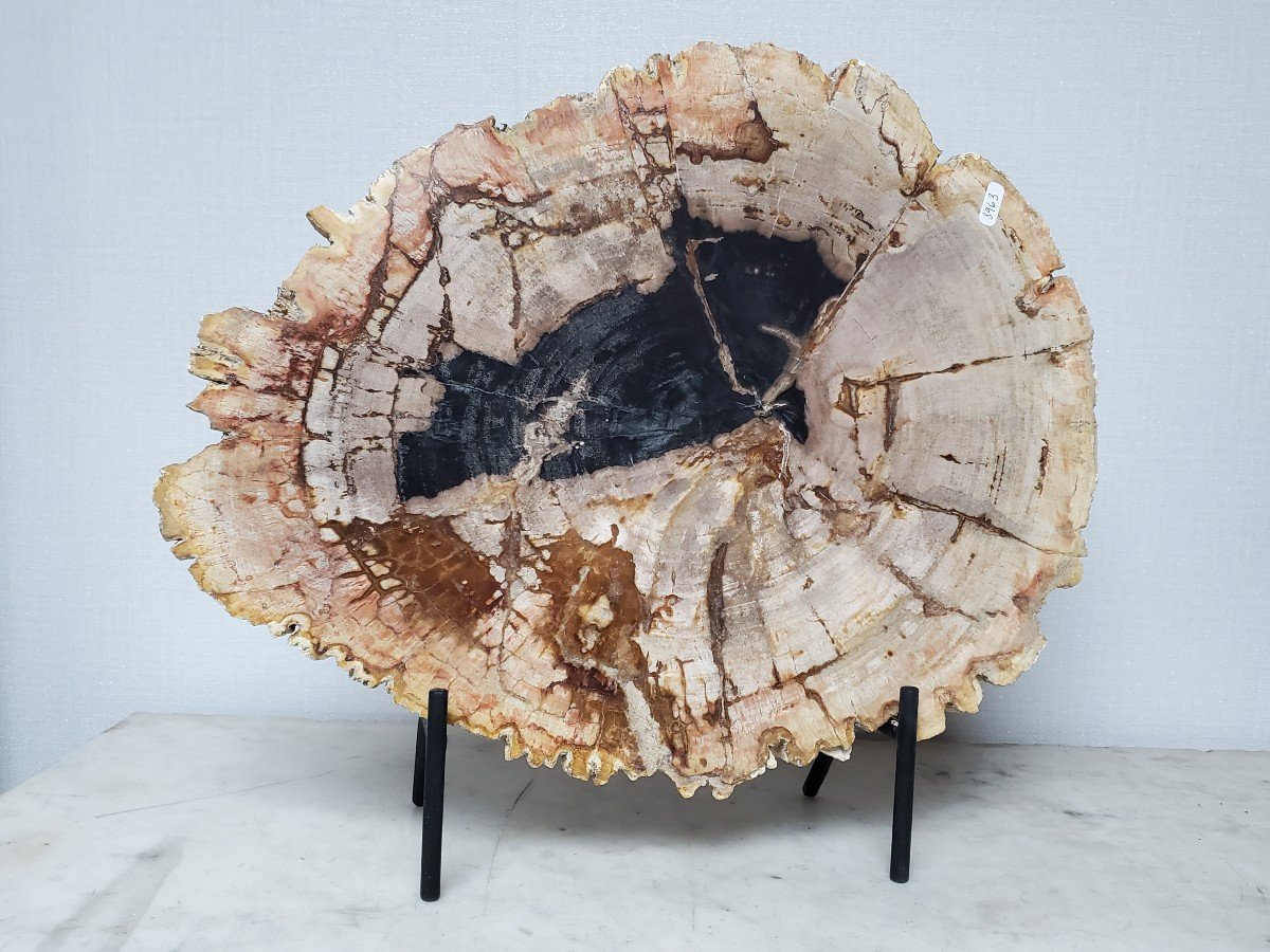 Cut Or Slice Of Petrified, Fossilized Wood, On Its Support-photo-4