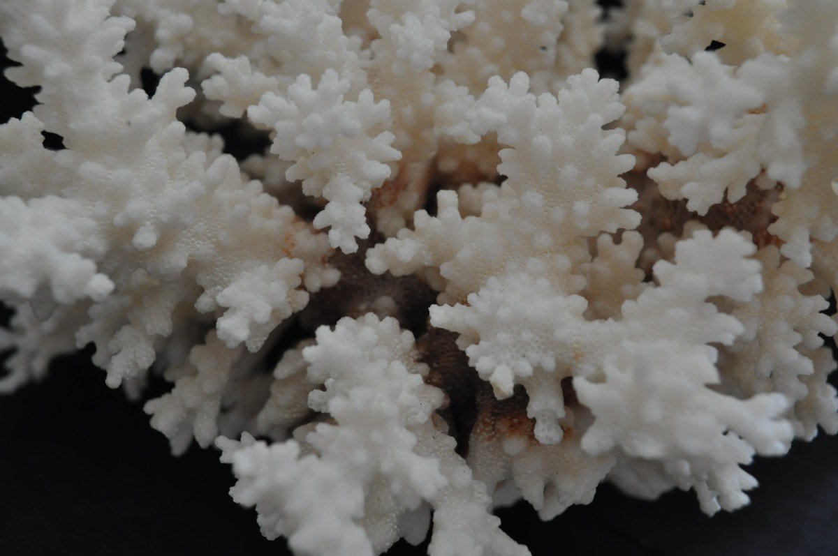 Corail Naturel Ancien-photo-4