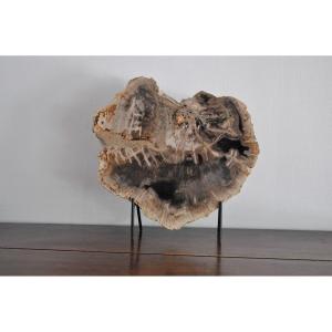 Cut Or Slice Of Petrified Wood On Its Support