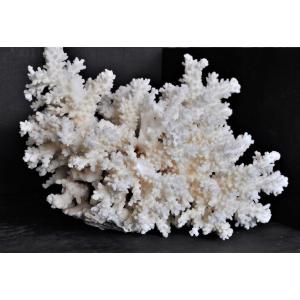 Ancient Natural Coral