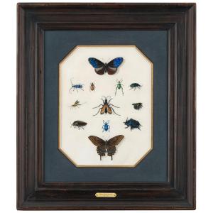 Etude d’insectes sur vélin – Atelier de Maria Sibylla Merian (1647 – 1717)