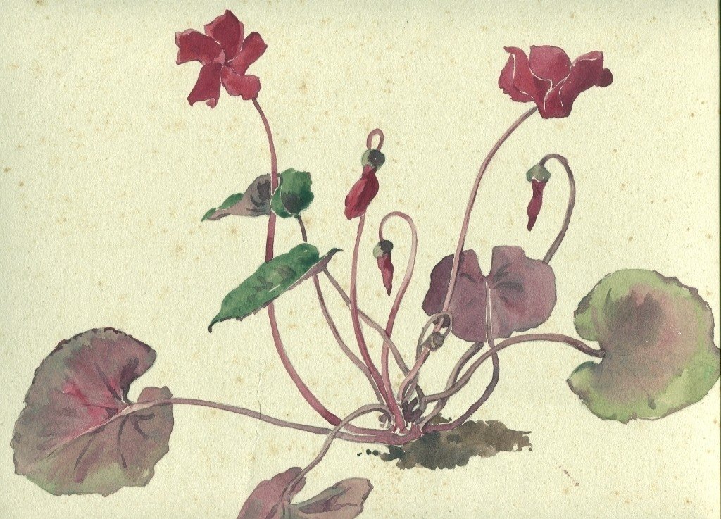 Cyclamen - Fleur , Botanique - Dessin Ancien à l'Aquarelle