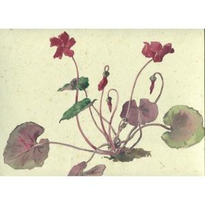 Cyclamen - Fleur , Botanique - Dessin Ancien à l'Aquarelle