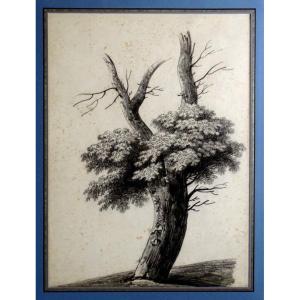 Large Drawing Of Trees Circa 1816 