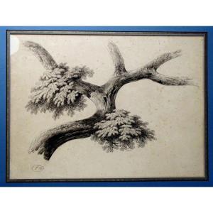Large Study Of Trees, C 1816 - Original Old Drawing In Black Stone