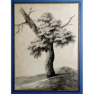 Large Study Of Trees C. 1816 - Original Old Drawing In Black Stone