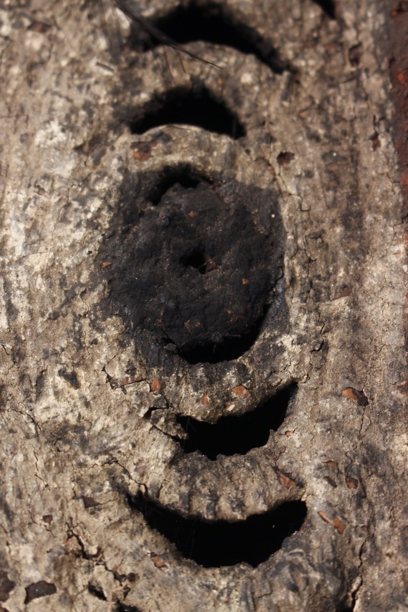 Masque Baba Tagwa, Masque Heaume, Art Océanien, Océanie, Vannerie, Papouasie Nouvelle Guinée-photo-1