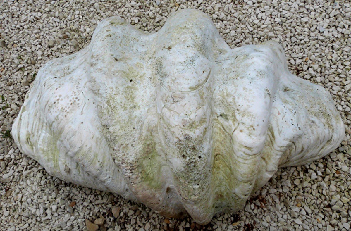 Bénitier géant fossilisé "tridacna gigas" Vanuatu Océanie Art premier-photo-2