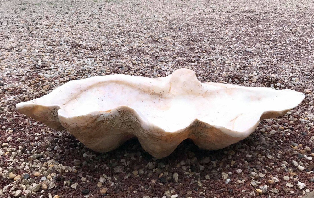 Giant Fossilized Clam Shell "tridacna Gigas" Vanuatu Oceania Primitive Art-photo-3