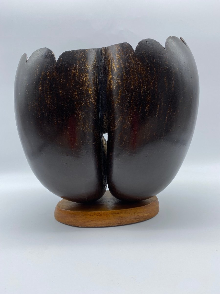 Double Coco De Mer Vase Early 20th Century From Suychelles-photo-3