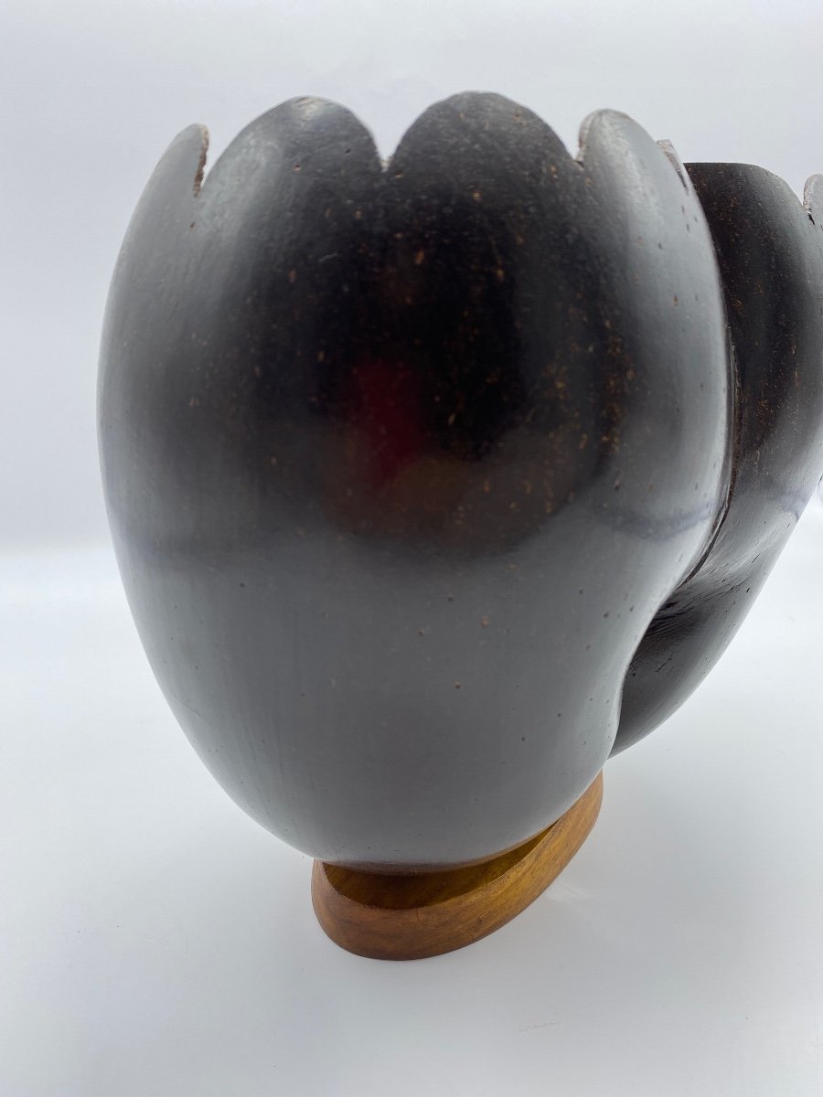 Double Coco De Mer Vase Early 20th Century From Suychelles-photo-3