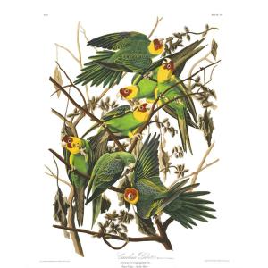 Estampe  « Les Oiseaux d'Amérique » Jean Jacques Audubon