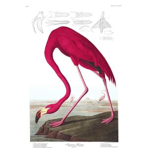 Estampe « Les Oiseaux d'Amérique » Jean Jacques Audubon
