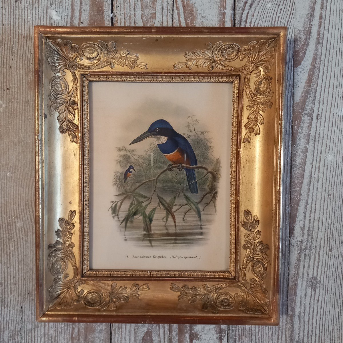 Pair Of Palmette Frames Containing Ornithological Prints-photo-2