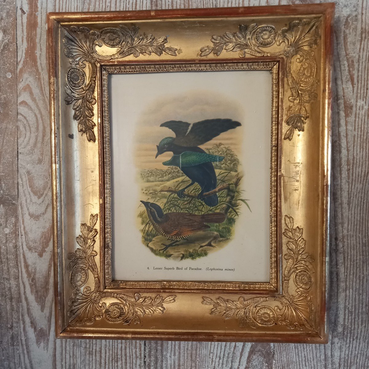 Pair Of Palmette Frames Containing Ornithological Prints-photo-3