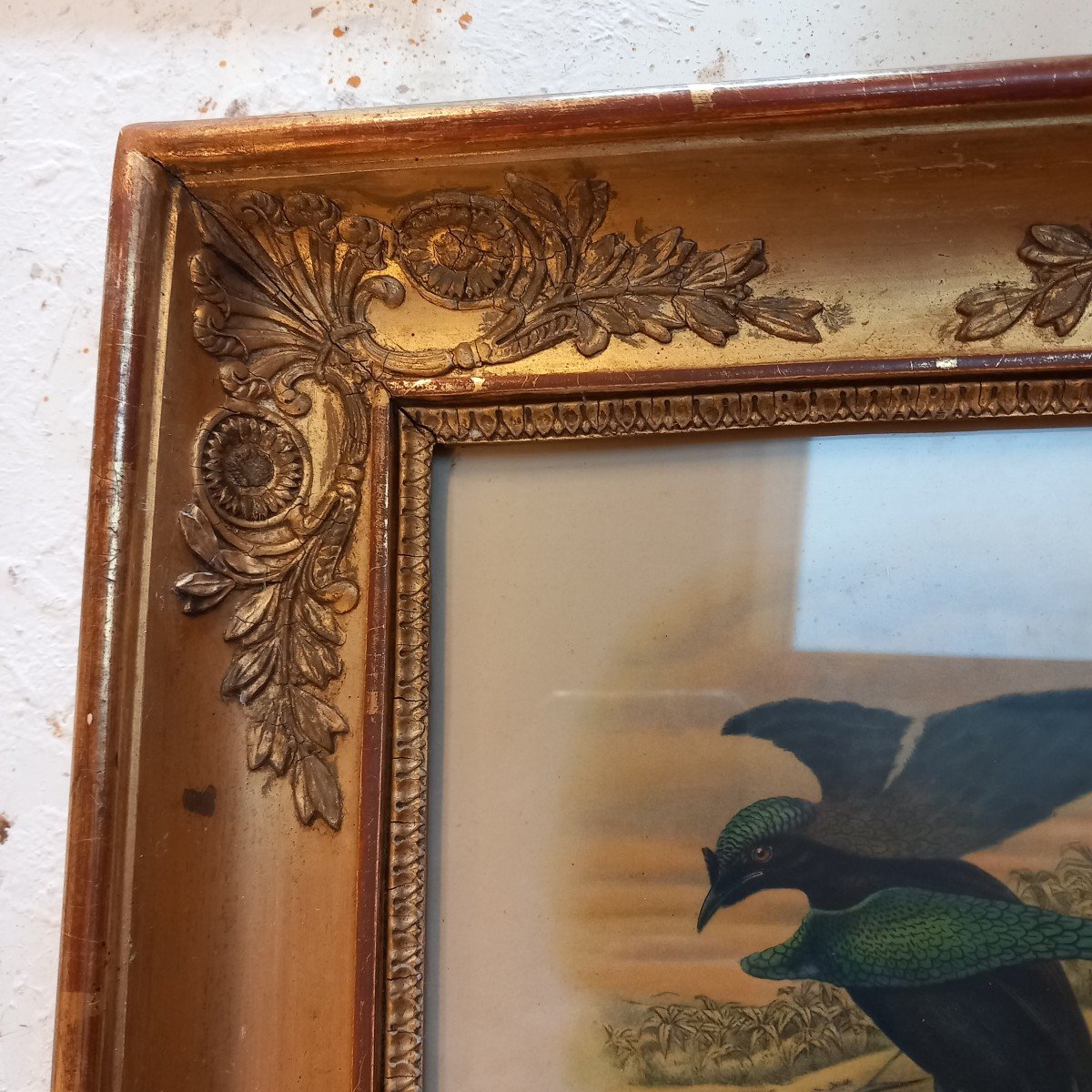 Pair Of Palmette Frames Containing Ornithological Prints-photo-1