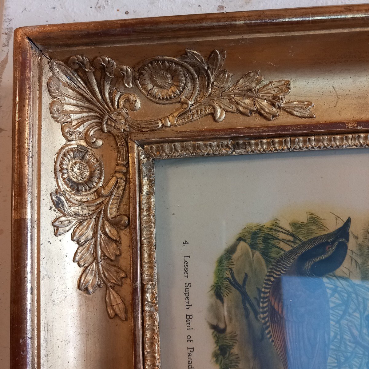 Pair Of Palmette Frames Containing Ornithological Prints-photo-2