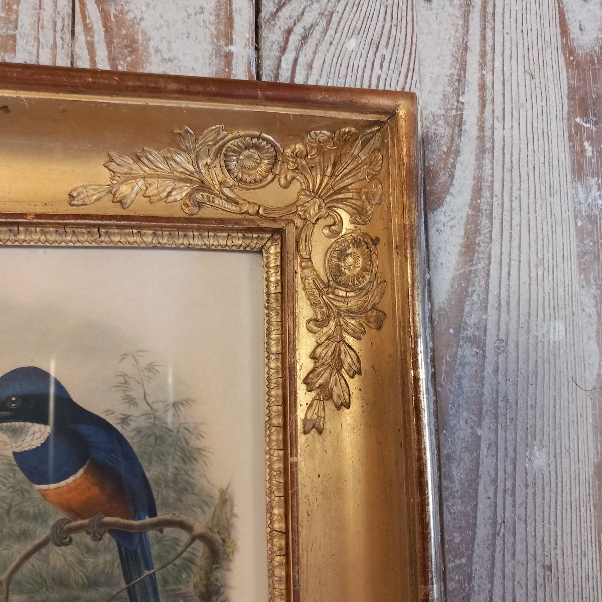 Pair Of Palmette Frames Containing Ornithological Prints-photo-3