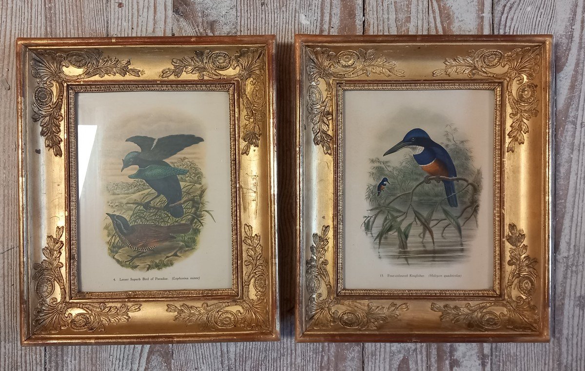 Pair Of Palmette Frames Containing Ornithological Prints