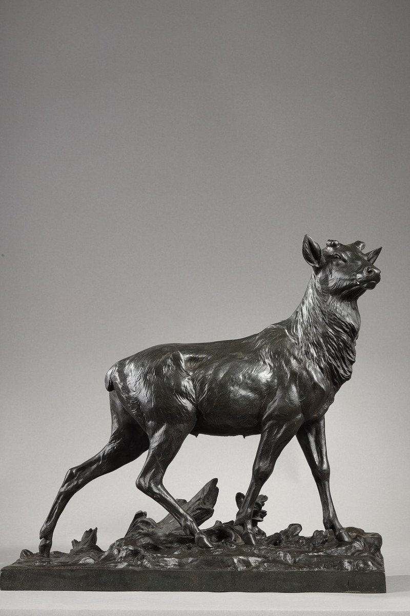 Bronze Sculpture "big Stag After Its Moult", C. Paillet, XXth Century-photo-2