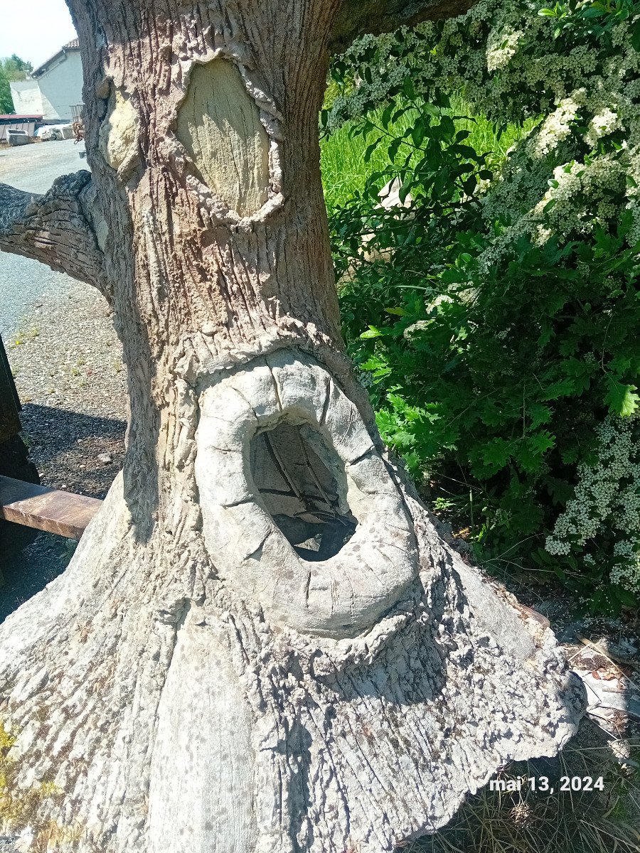 Surpenant! Insolite!  arbre au cobra   cabinet de curiosité    serpent zoologie symbolique-photo-4