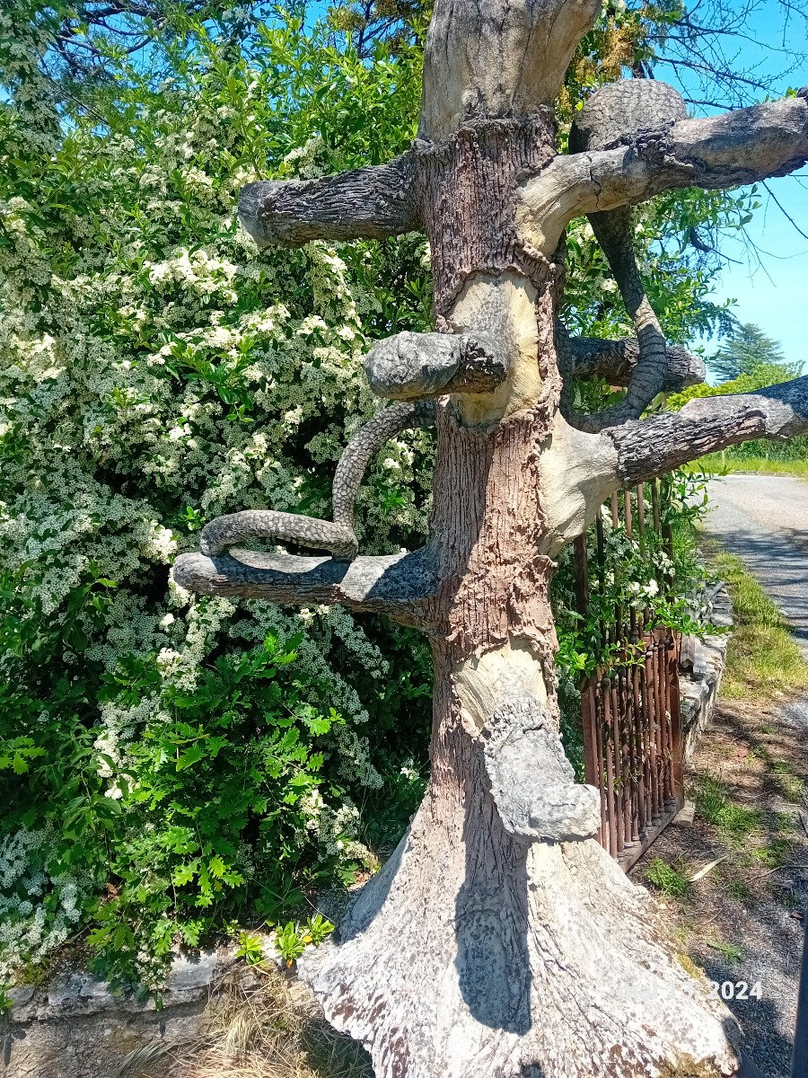 Surpenant! Insolite!  arbre au cobra   cabinet de curiosité    serpent zoologie symbolique-photo-7