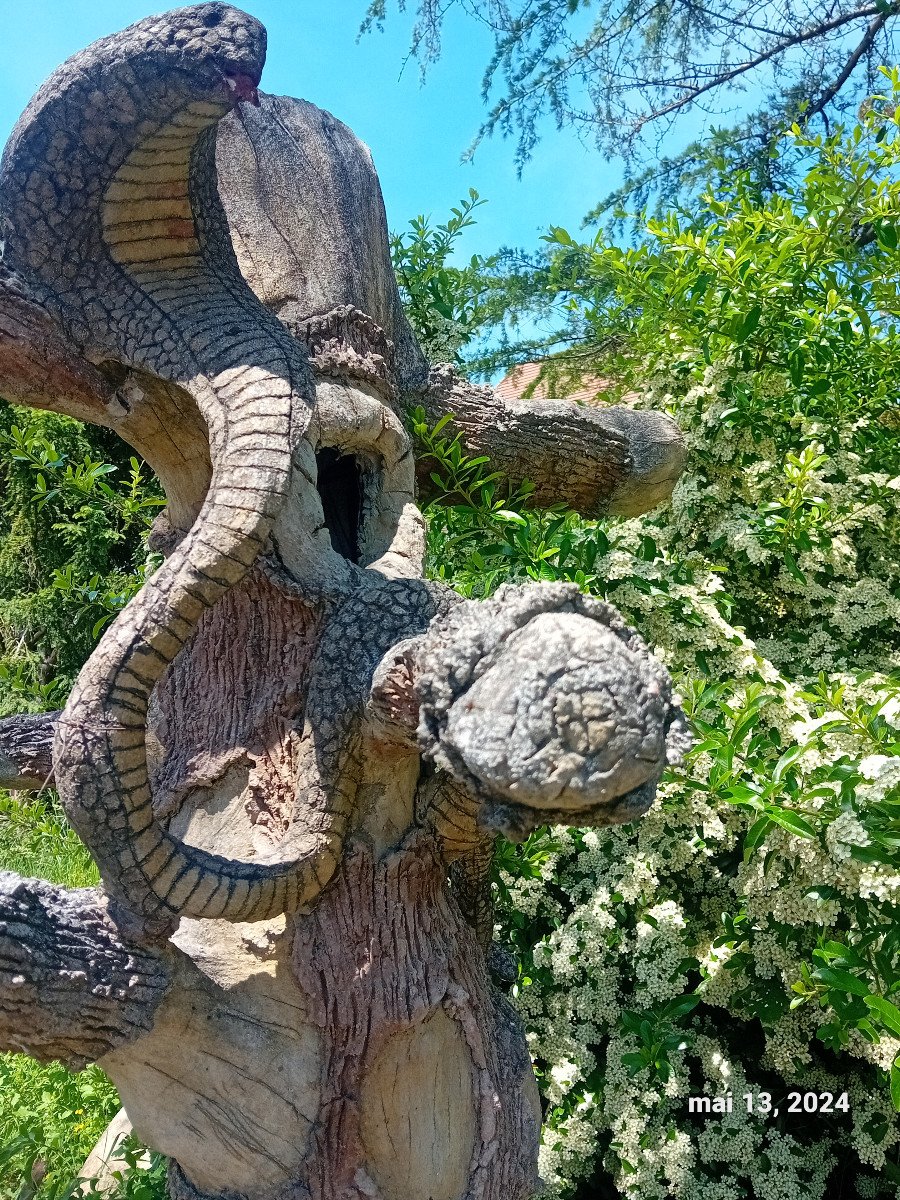 Surpenant! Insolite!  arbre au cobra   cabinet de curiosité    serpent zoologie symbolique