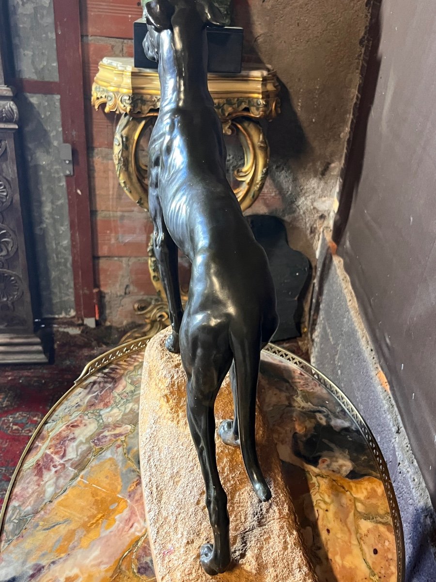 Jules Edmond Masson Large Bronze Greyhound (ht:56cm)-photo-3