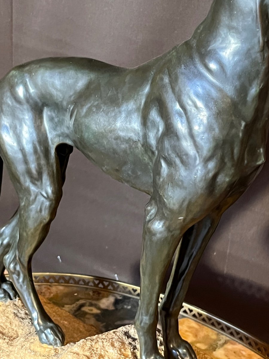 Jules Edmond Masson Large Bronze Greyhound (ht:56cm)-photo-3