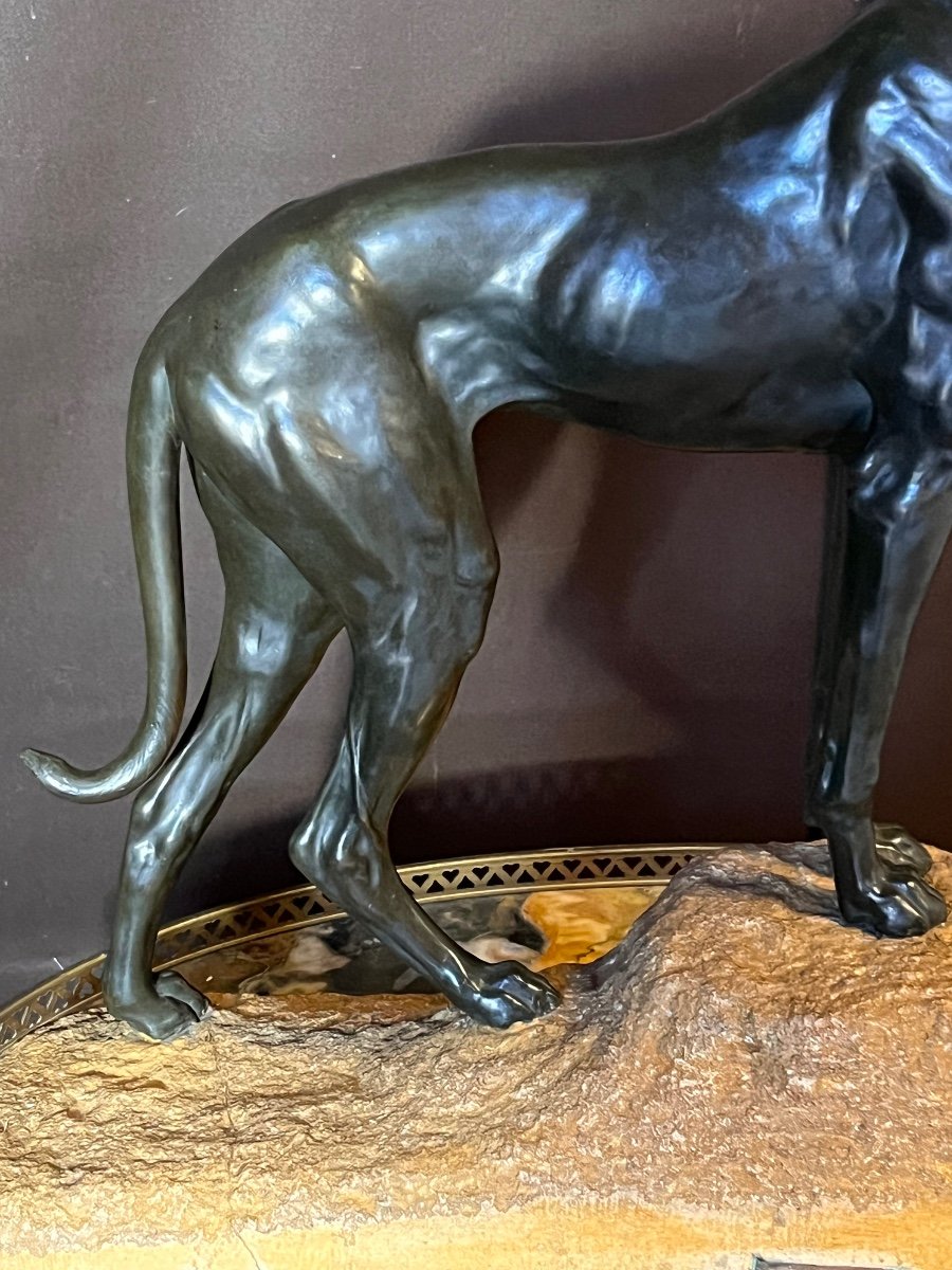 Jules Edmond Masson Large Bronze Greyhound (ht:56cm)-photo-4